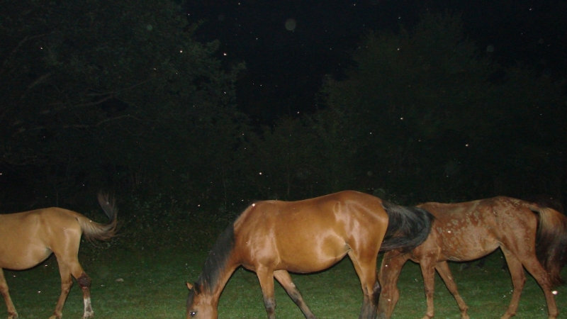 Ночной табун