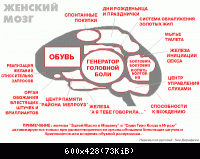 Женский мозг