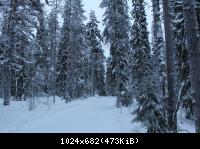 Лыжная трасса в лесу (1)