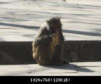 храм обезьян, Катманду