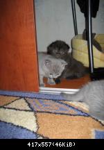 kittens 1 month_4